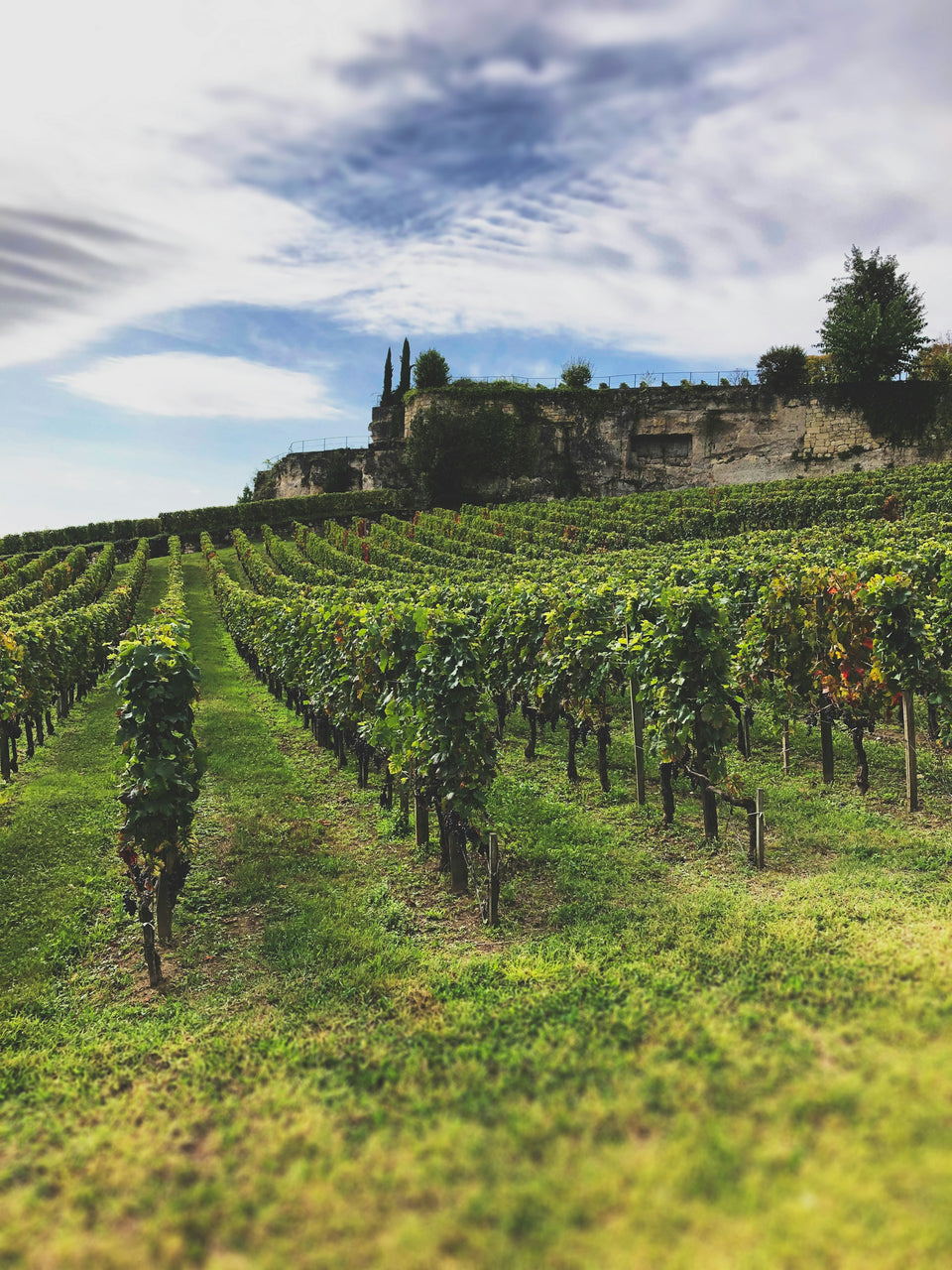 The Vineyard brand story