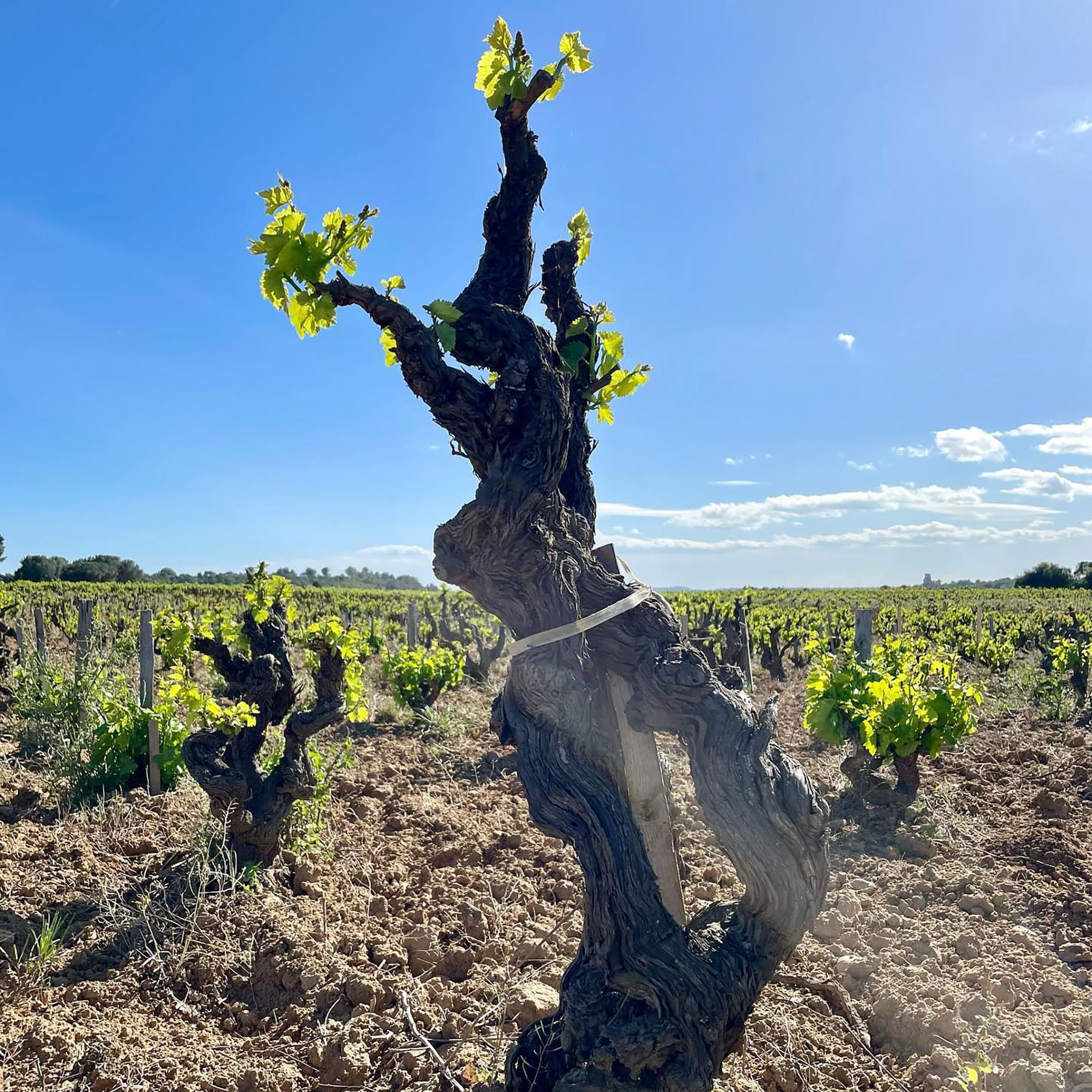 Domaine La Barroche Chateauneuf-du-Pape 2020 - Kent Street Cellars