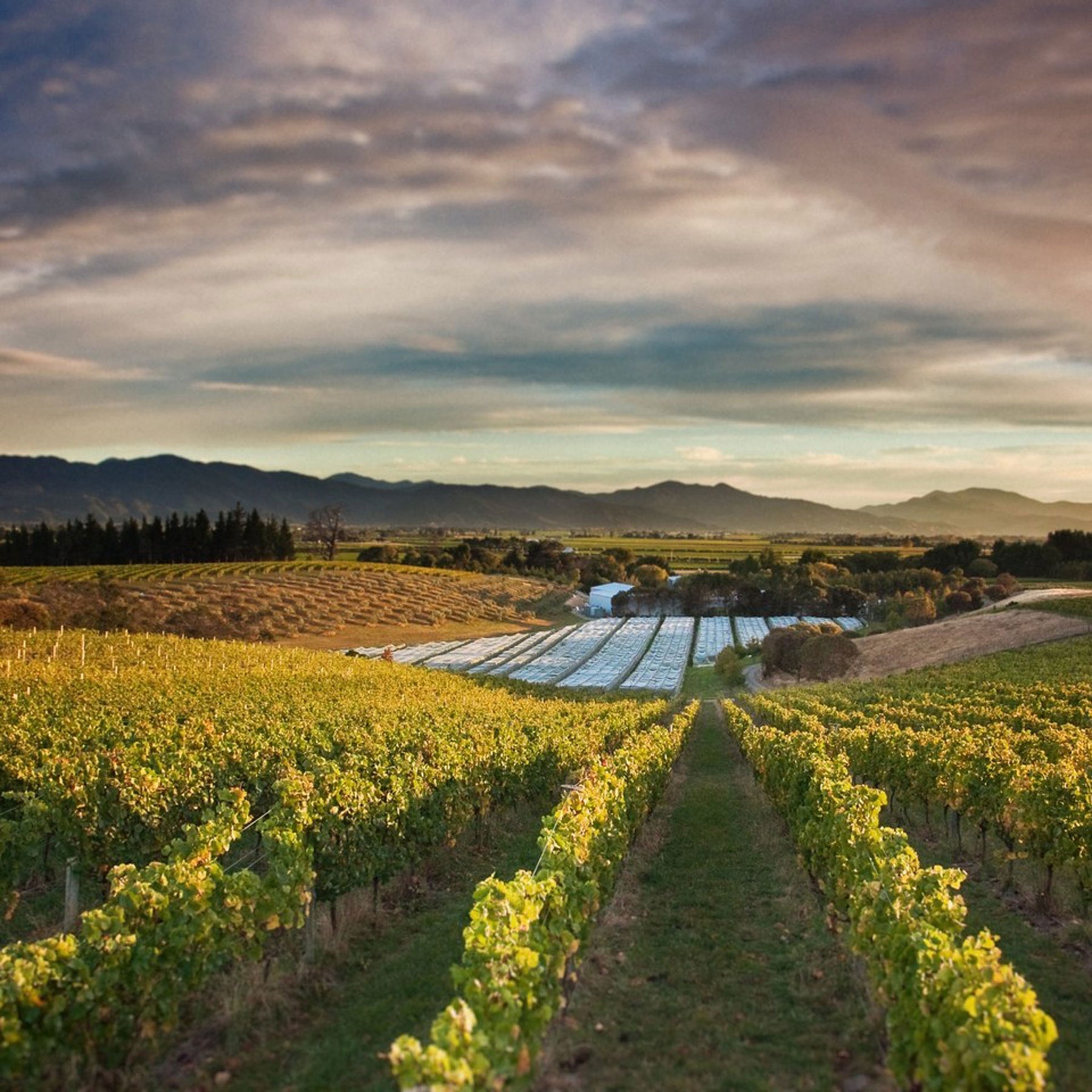 Dog Point Chardonnay 2022