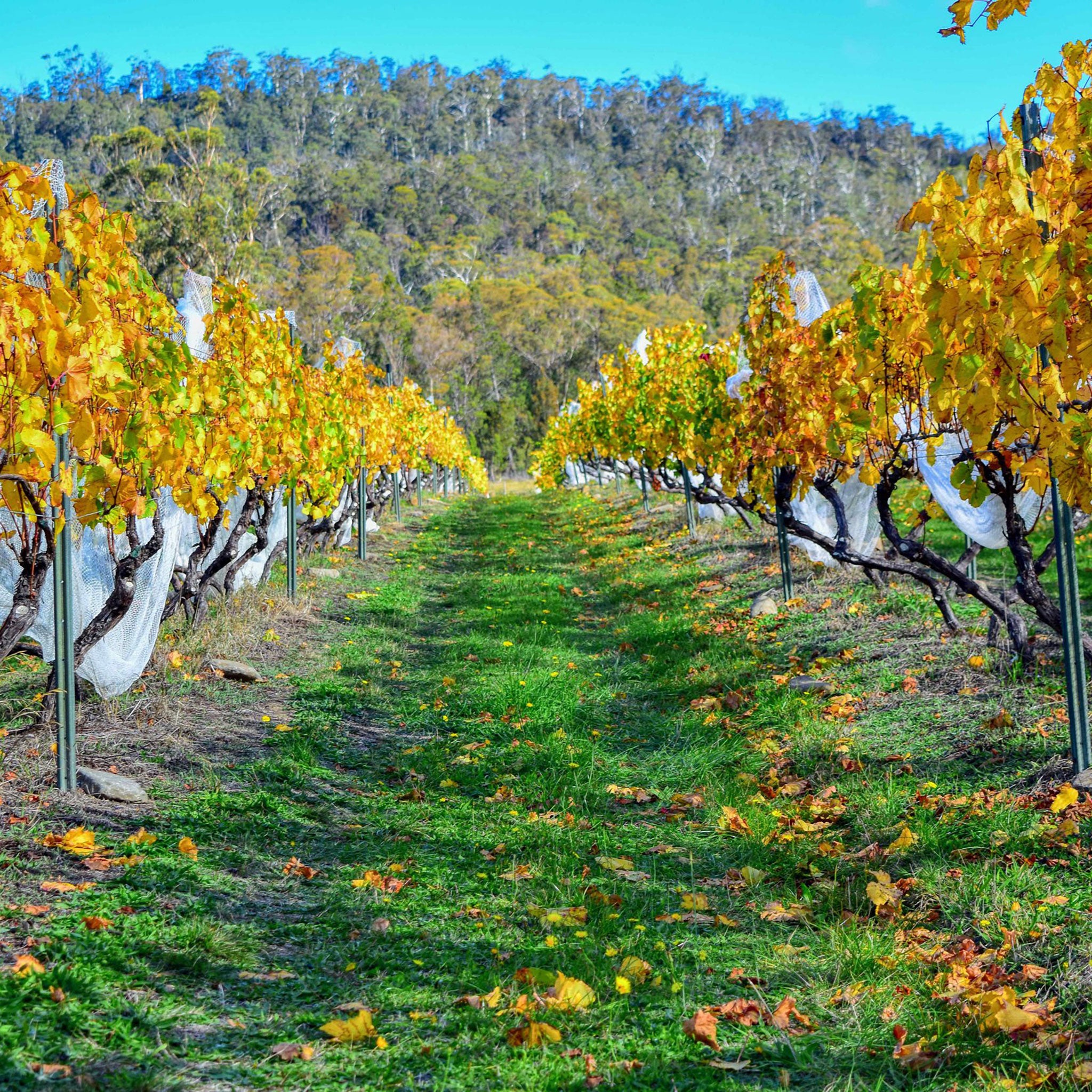 Apsley Gorge Chardonnay 2024 1.5L