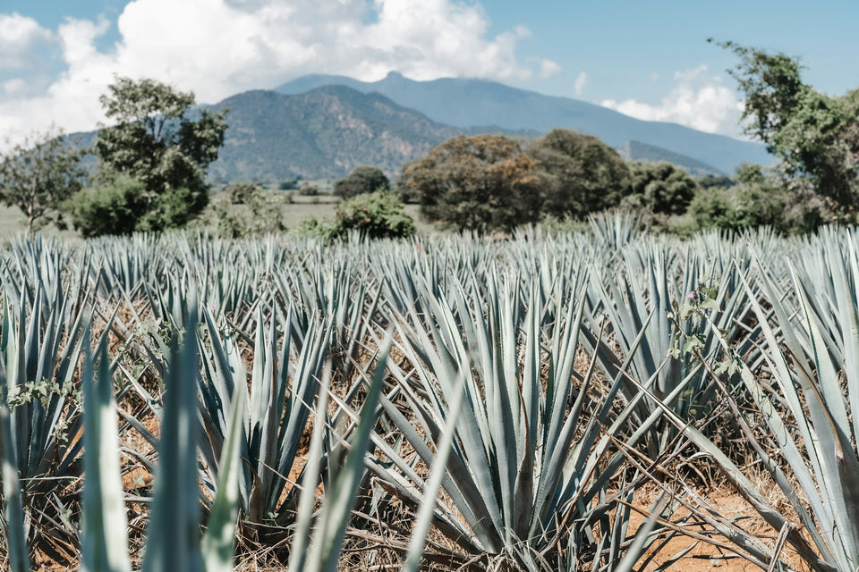 Maestro Dobel brand story