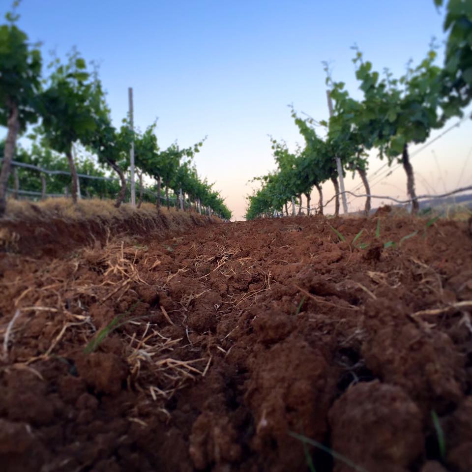 Lake's Folly Cabernets 2021