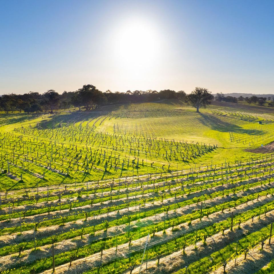 The Vineyard brand story