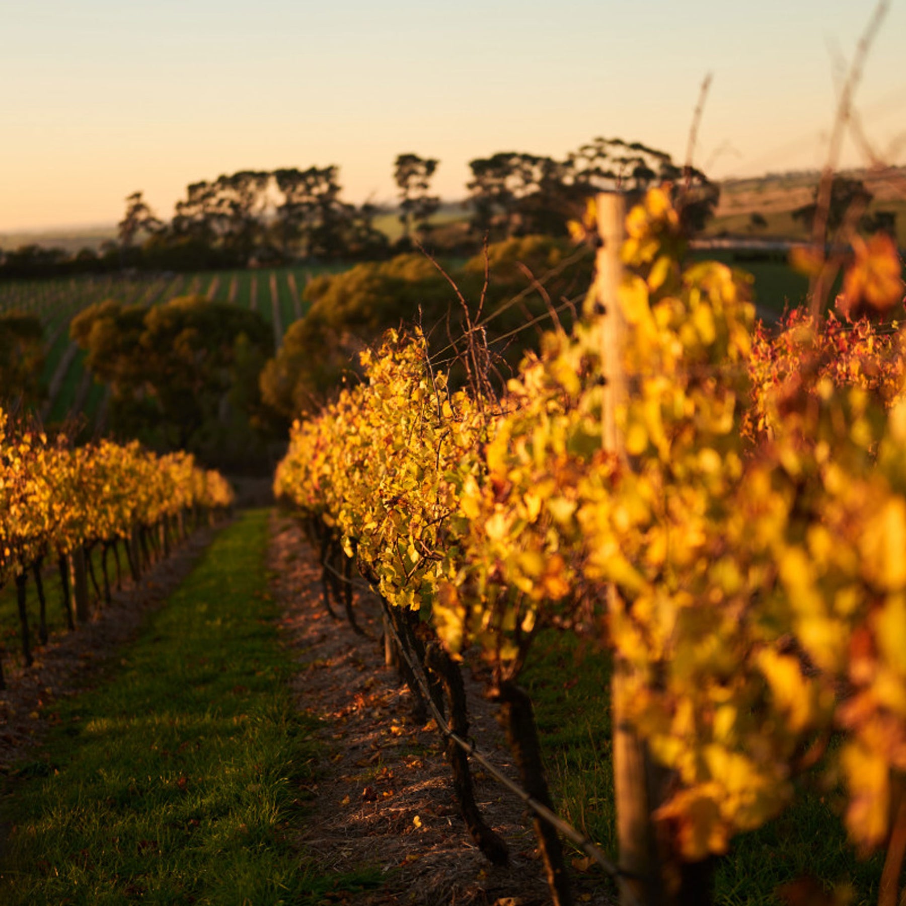 Farr Rising Geelong Pinot Noir 2022 - Kent Street Cellars