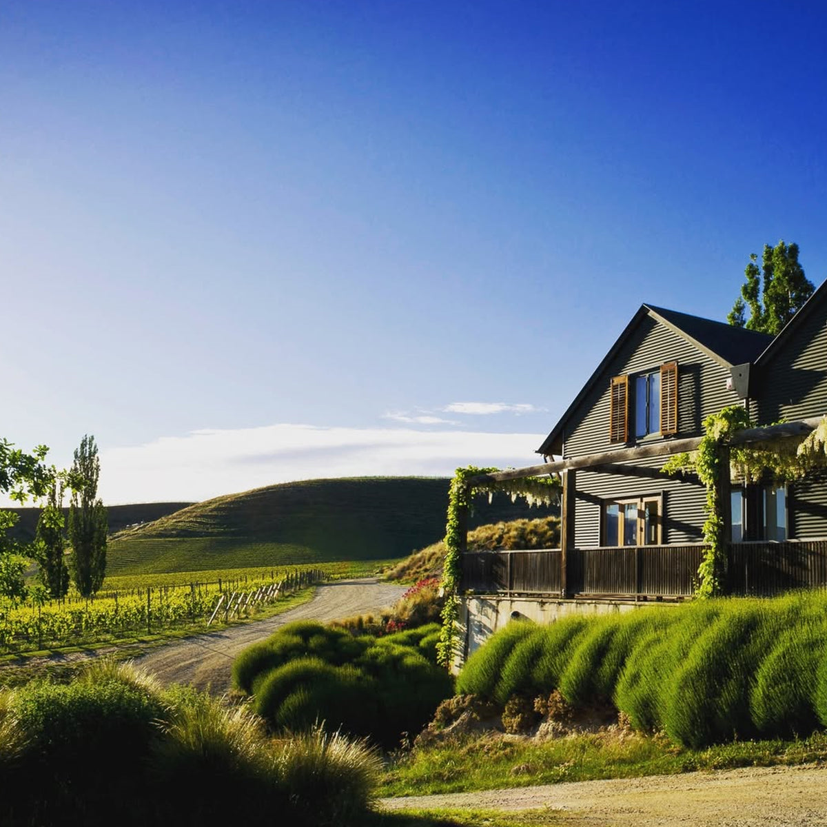 Felton Road Dry Riesling 2024