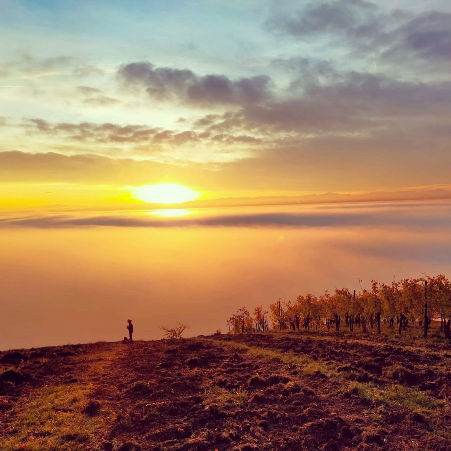 Morning Fog Over Alsace - Kent Street Cellars