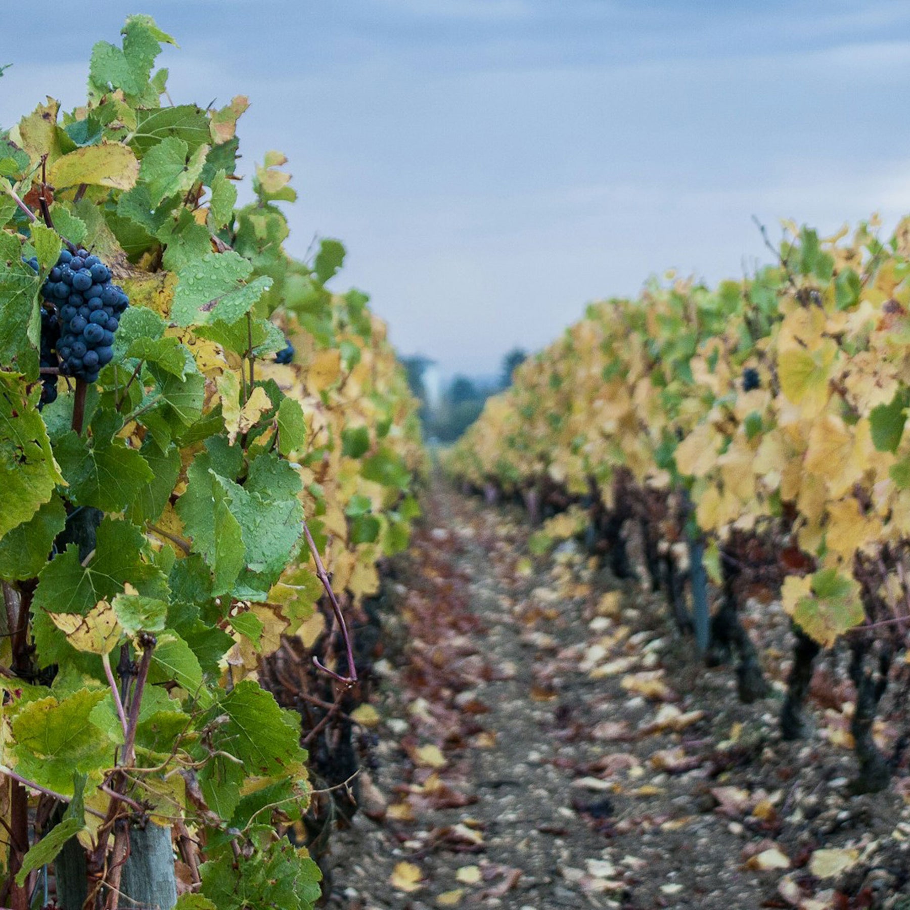 Domaine des Hâtes Pierrick Laroche Chablis 1er Cru Vau de Vey 2022 - Kent Street Cellars