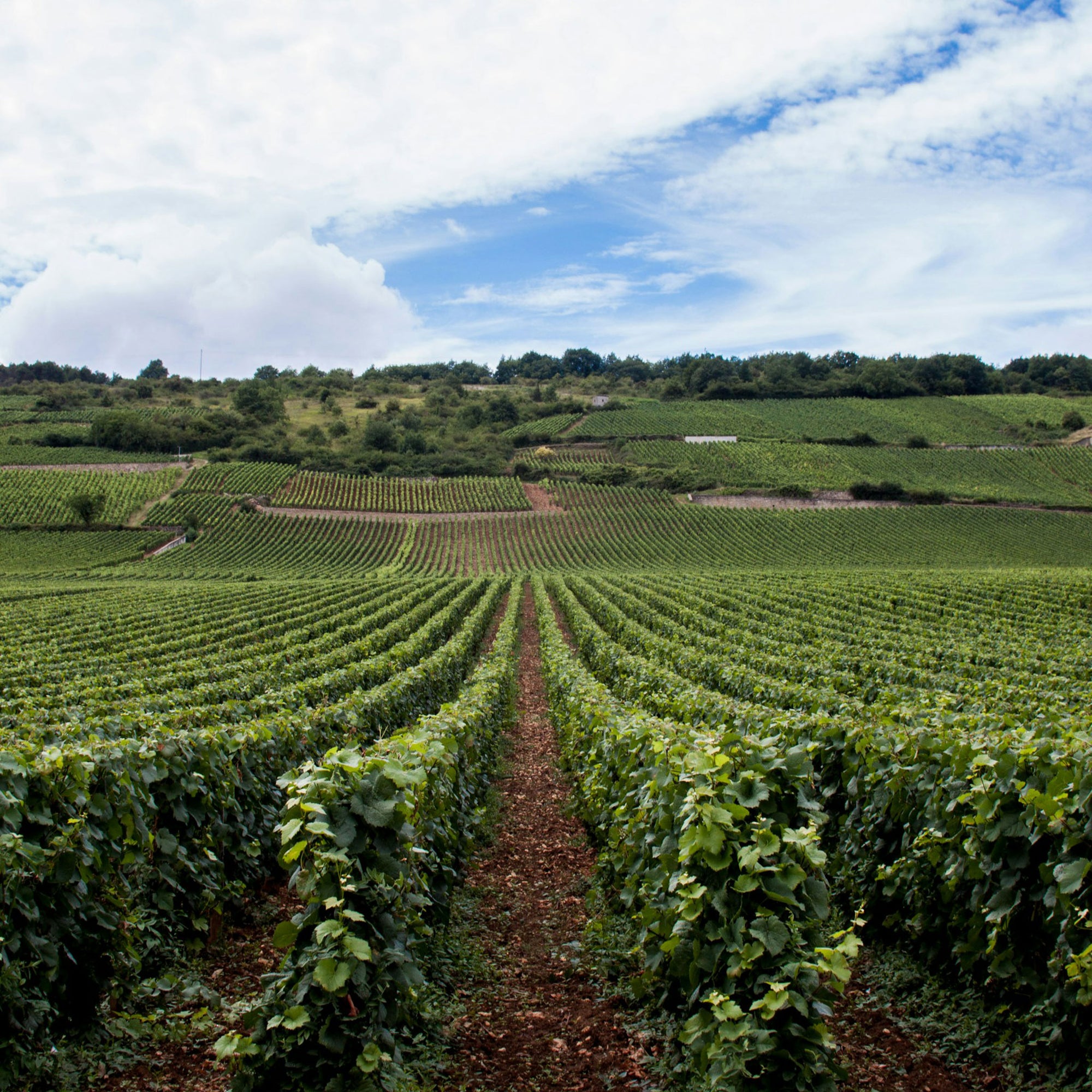  Domaine des Hâtes Pierrick Laroche  Vineyard - Kent Street Cellars