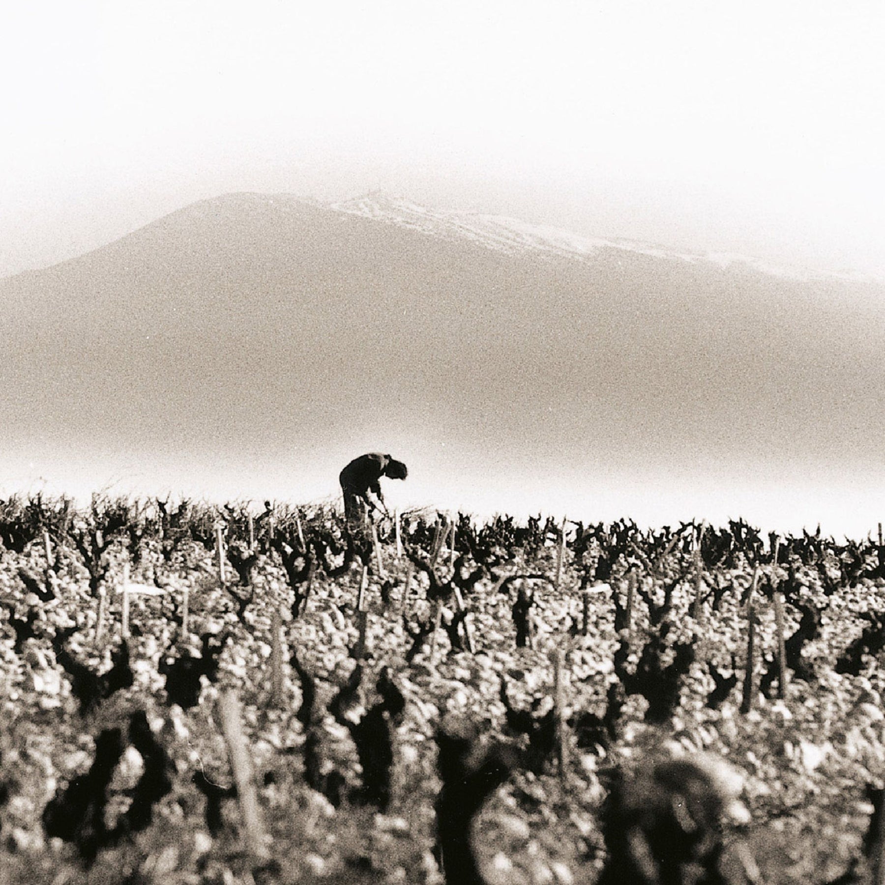 Domaine du Vieux Télégraphe Châteauneuf-du-Pape La Crau 2021