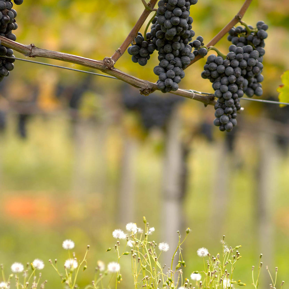 Gantenbein Pinot Noir 2022