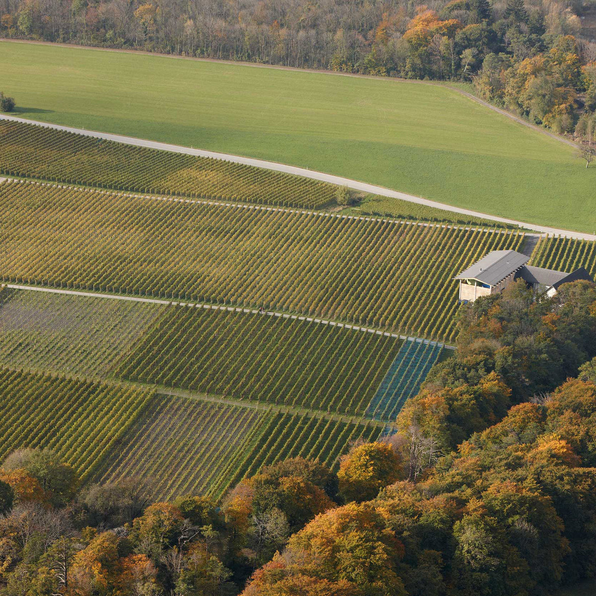 Gantenbein Pinot Noir 2022