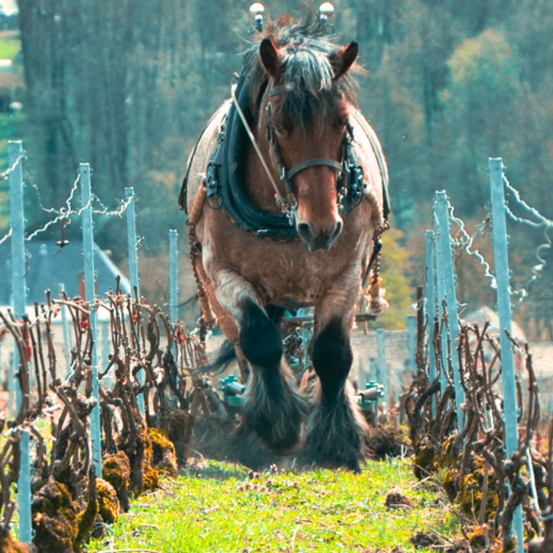 Georges Laval Horse Plow - Kent Street Cellars