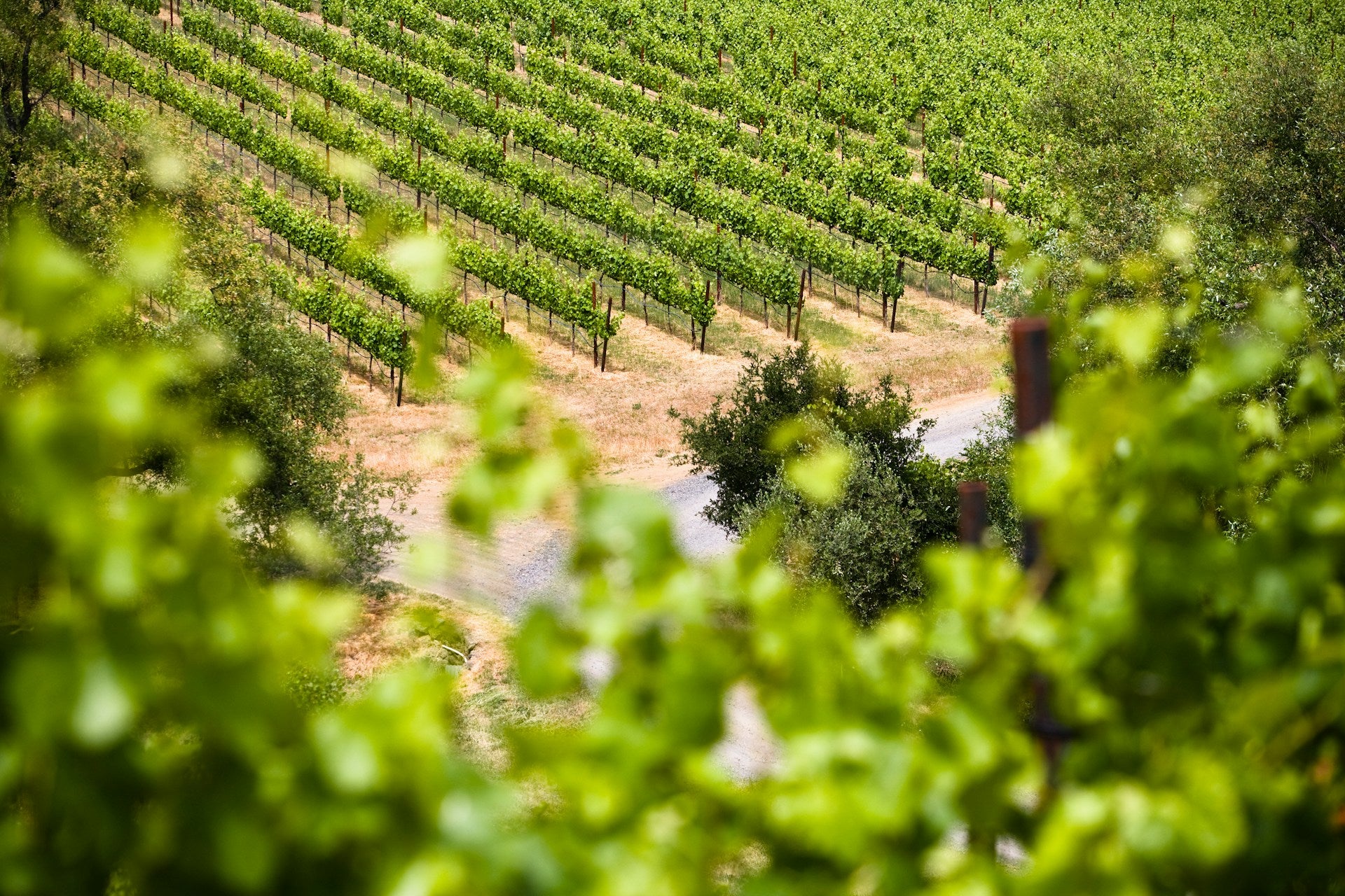 The Vineyard | Savaterre Chardonnay