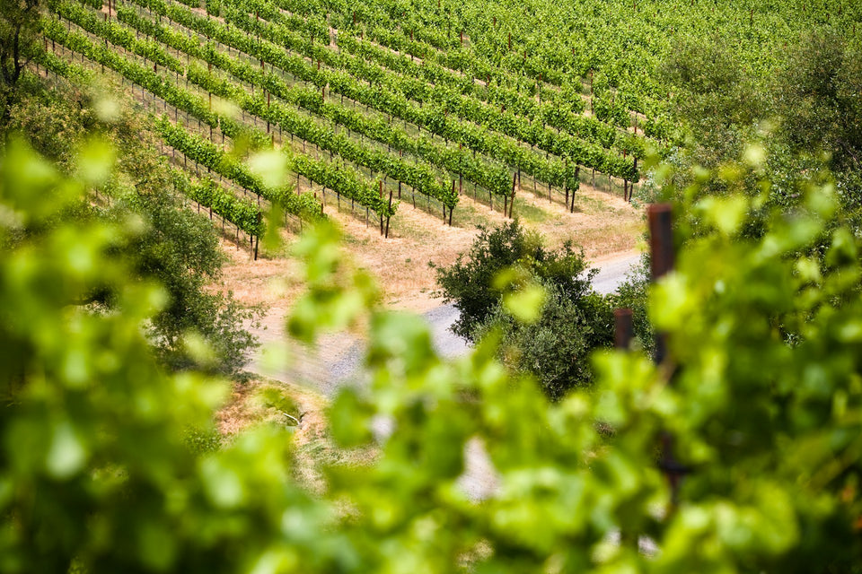The Vineyard brand story