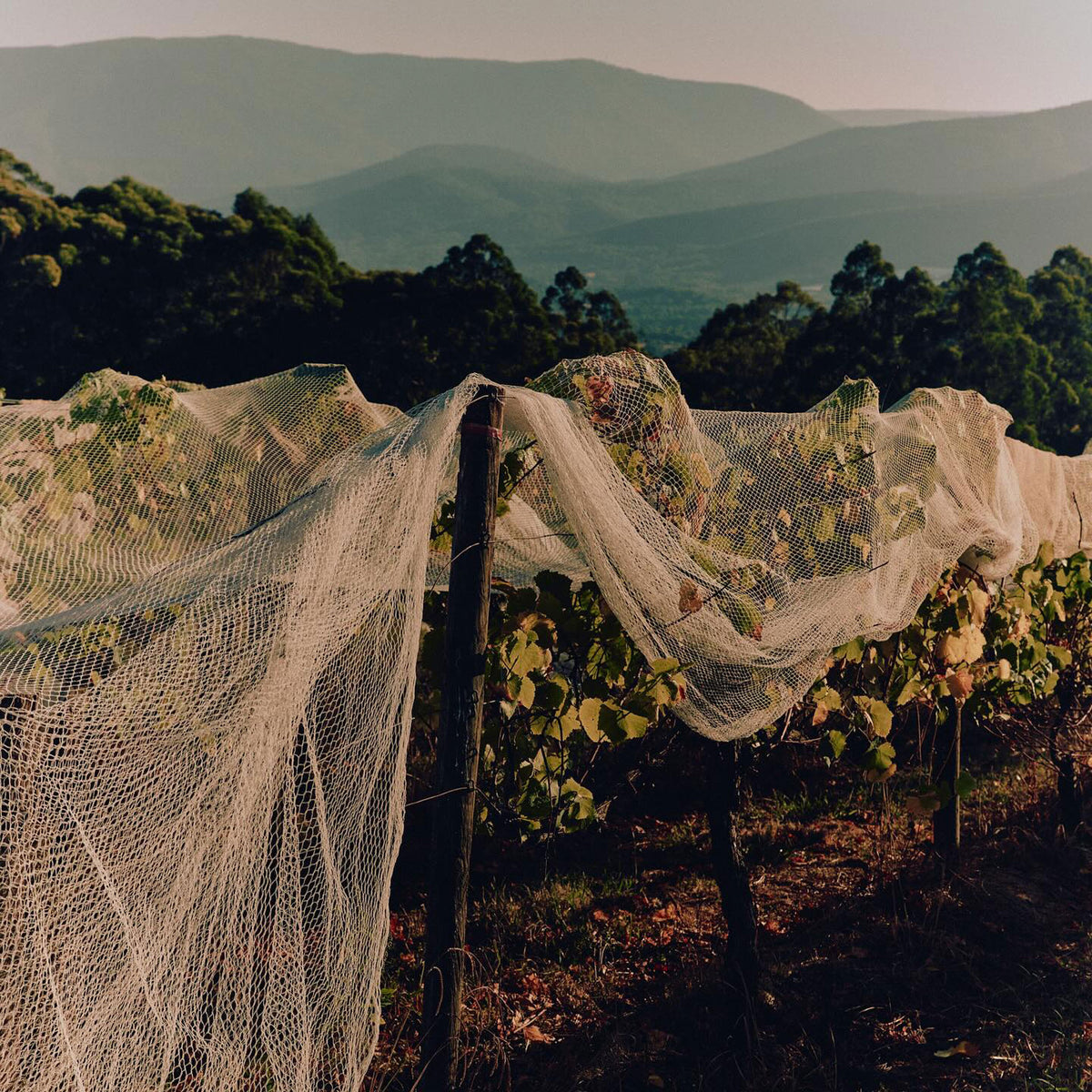 Giant Steps Applejack Vineyard Chardonnay 2024