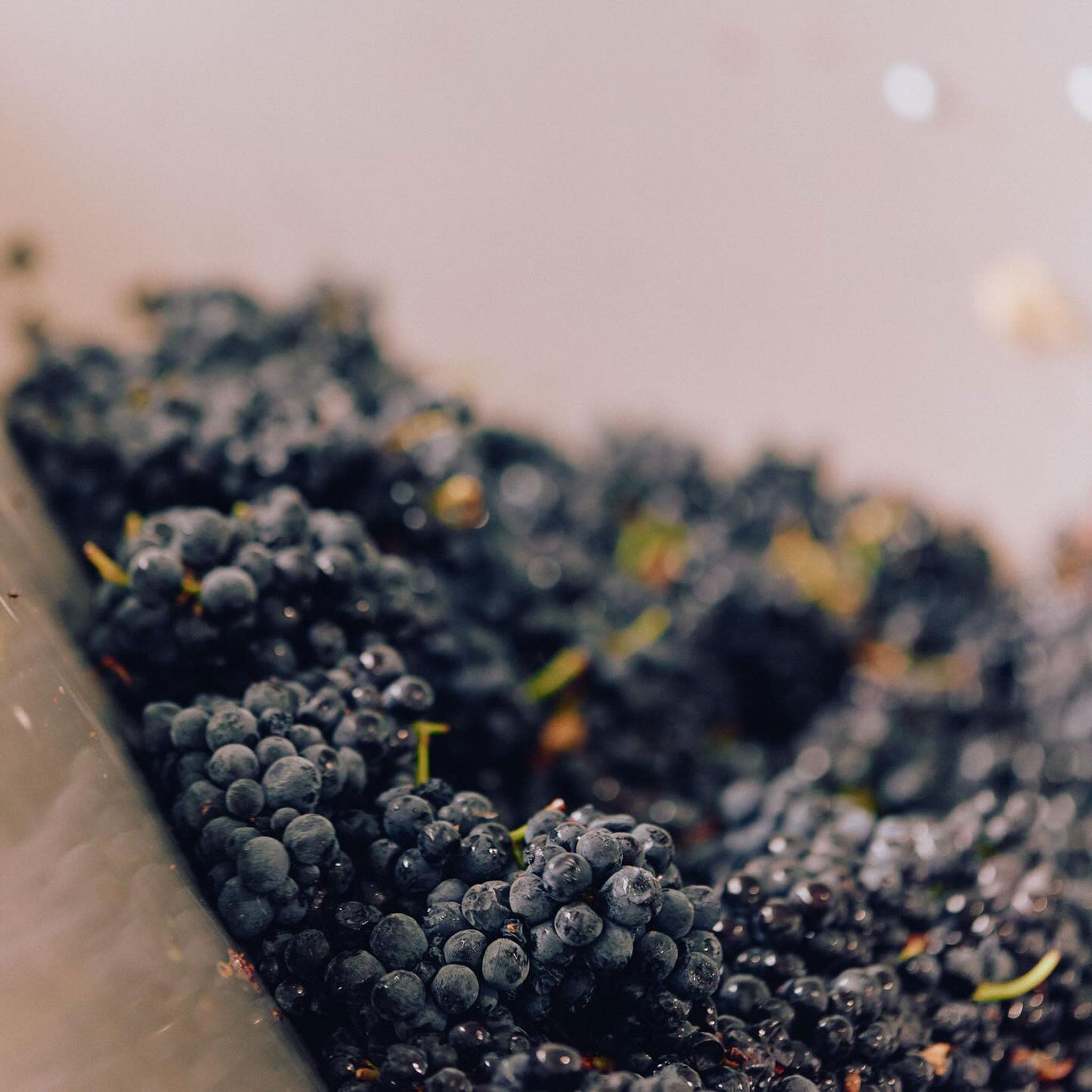 Giant Steps Sexton Vineyard Chardonnay 2024