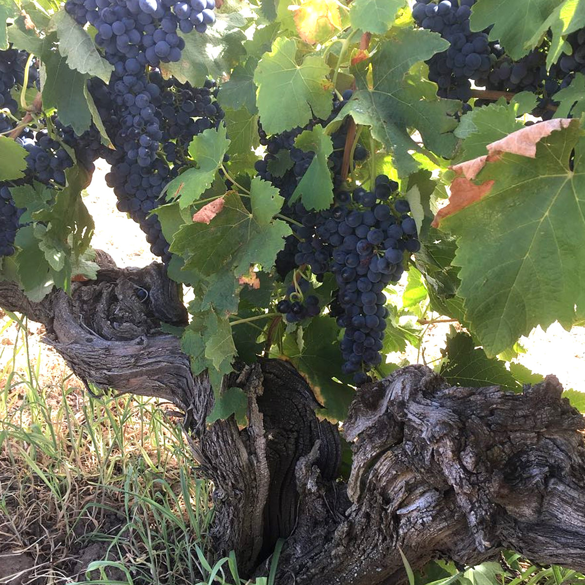 Ben Glaetzer Bishop Shiraz 2022