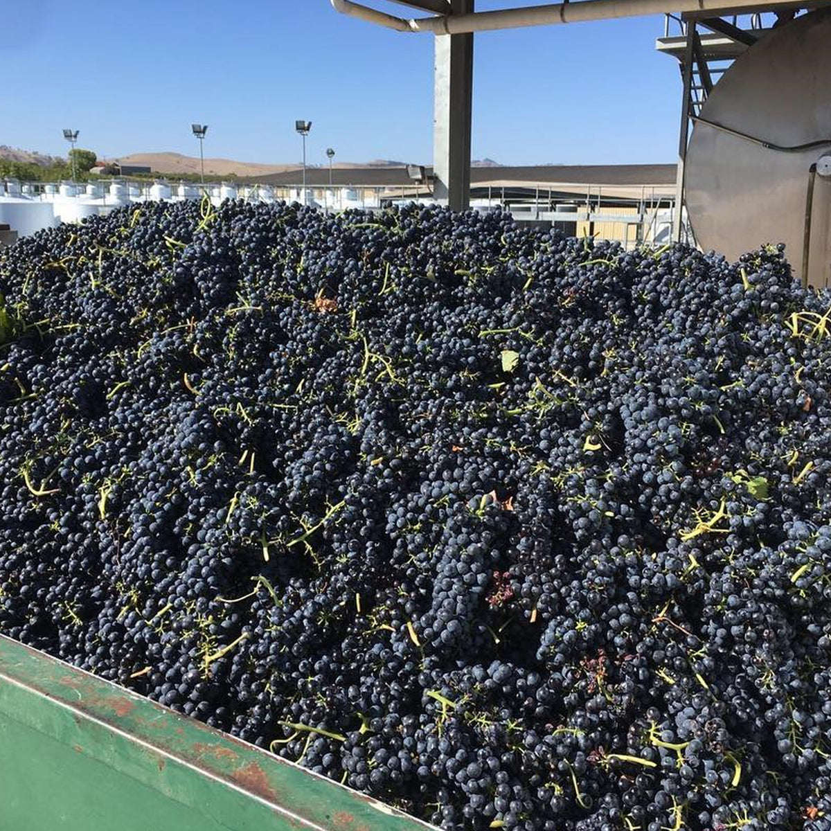 Ben Glaetzer Bishop Shiraz 2022