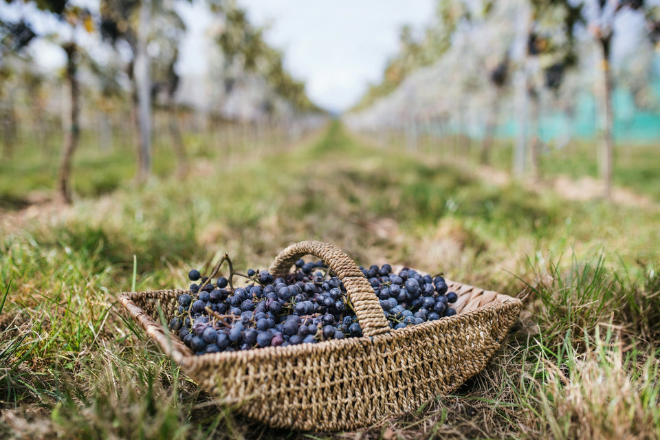 The Vineyard brand story