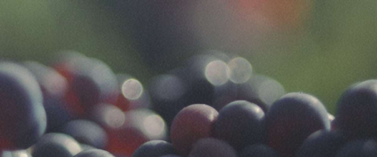 Australian Wine Icons