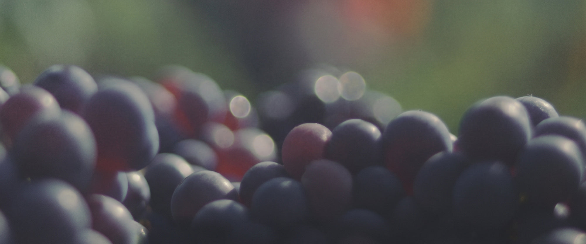 Fortified Wine