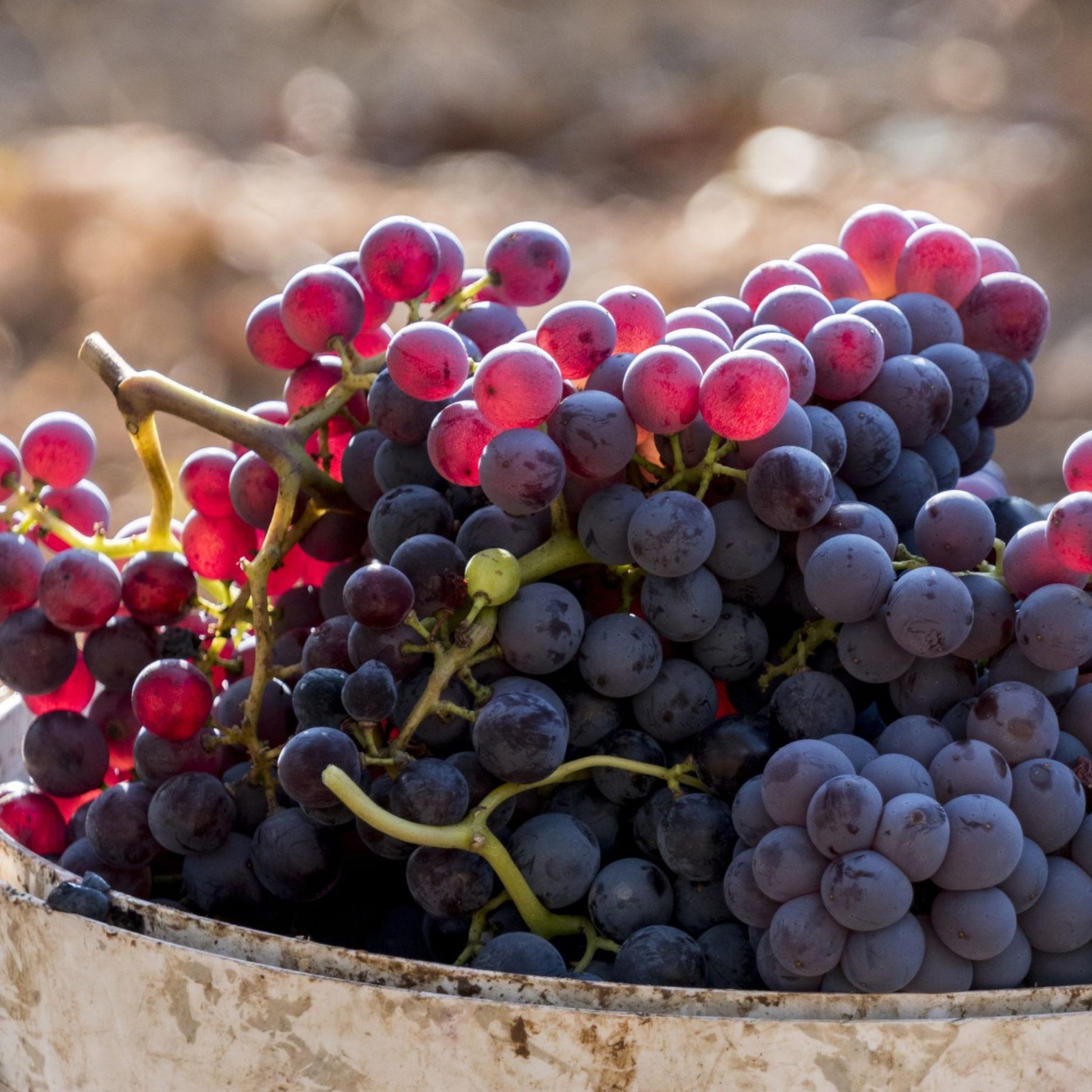 Glowing Grenache Grapes - Kent Street Cellars