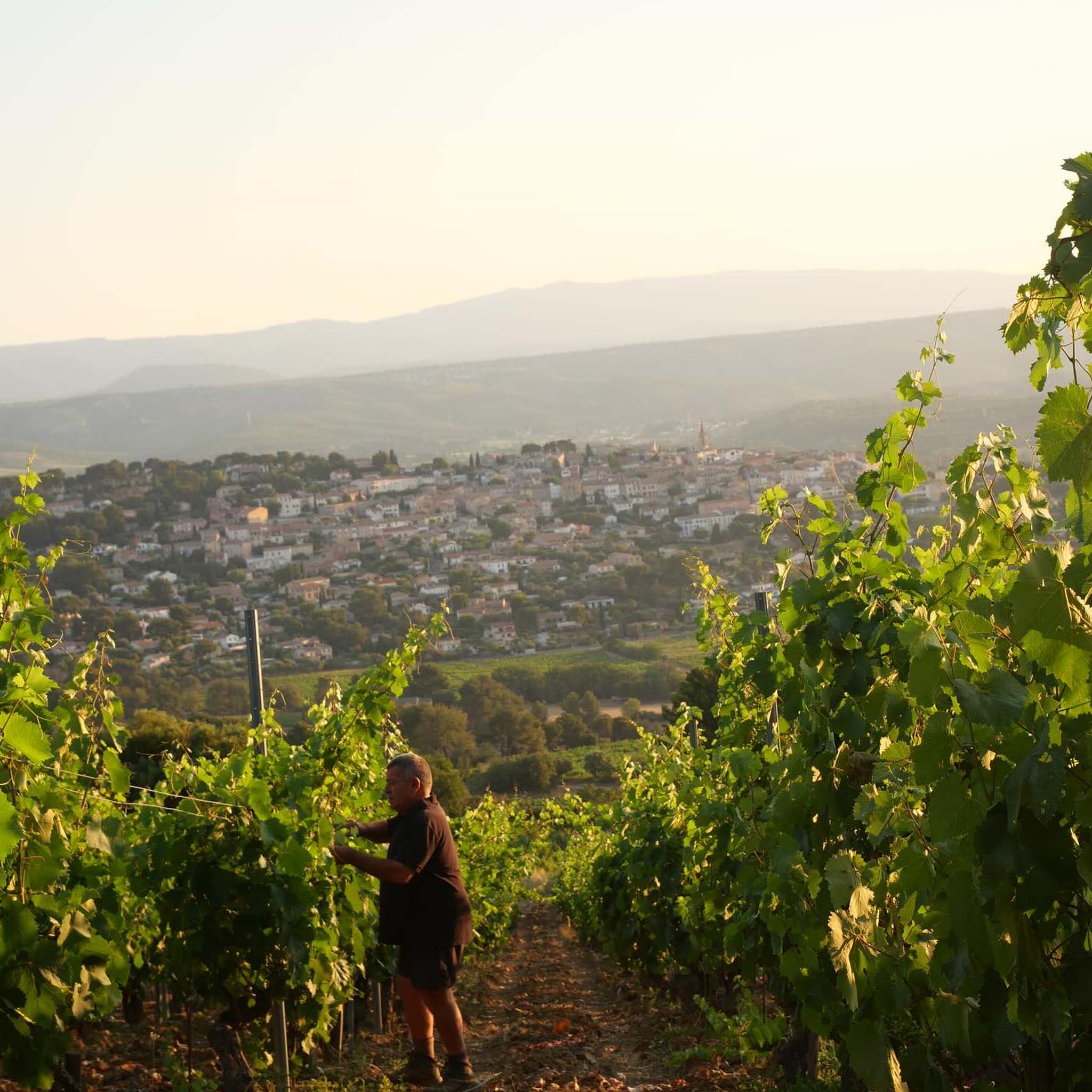 The Philosophy | Domaine du Gros Noré