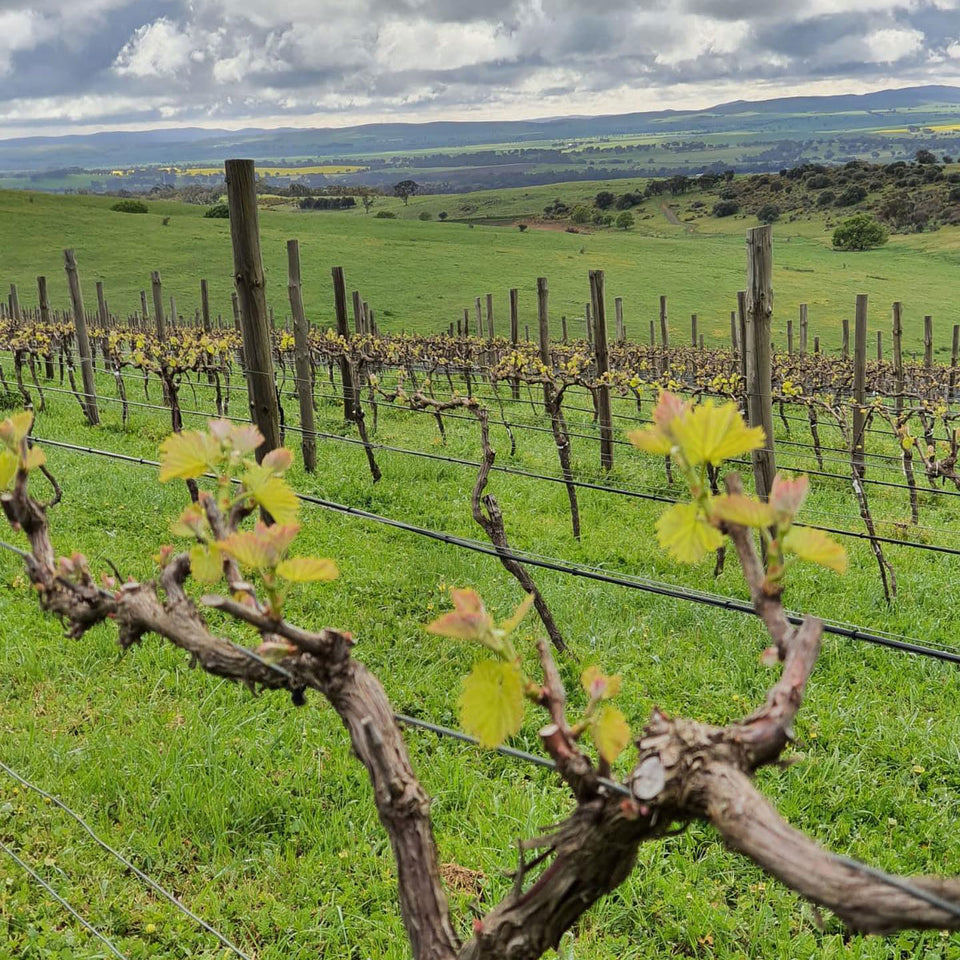The Vineyard brand story
