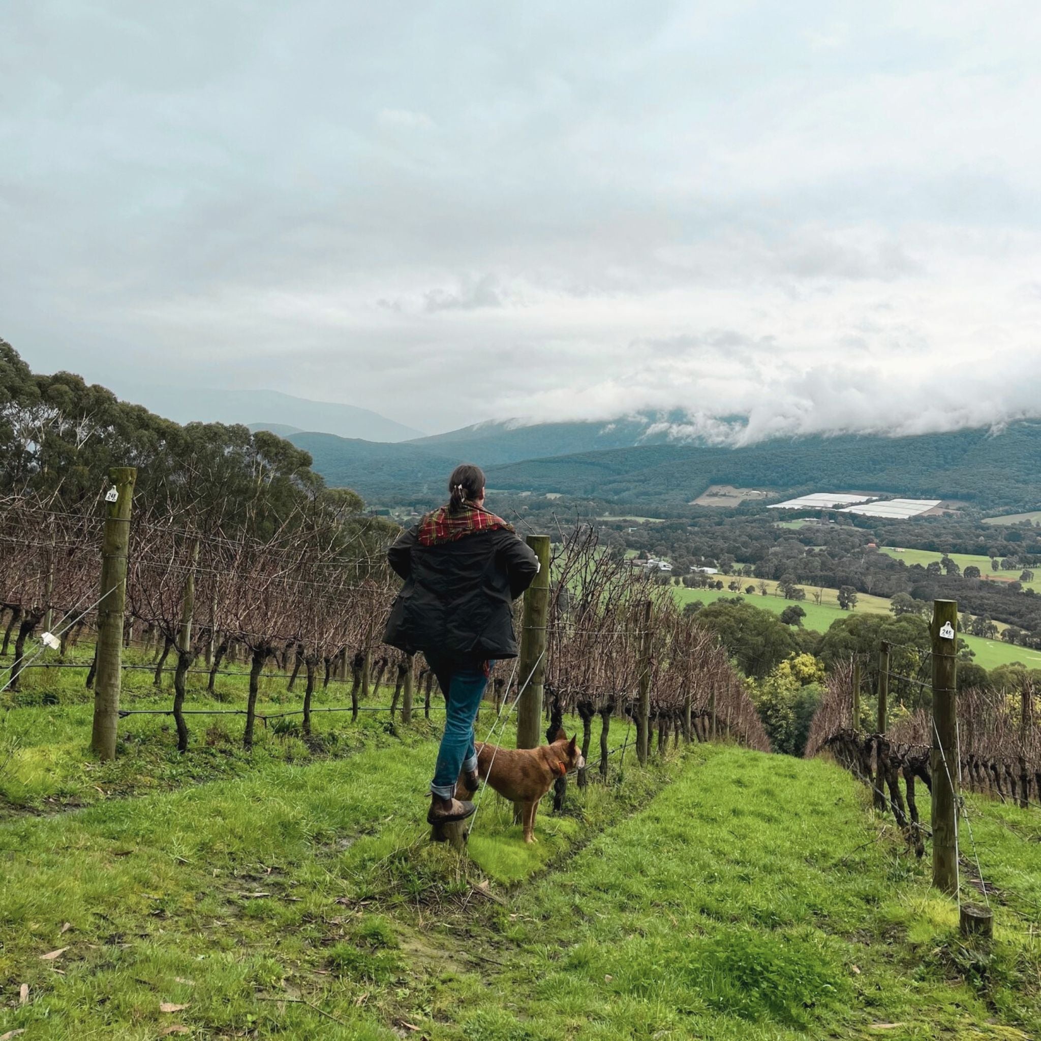 The Vineyard | Giant Steps Sexton Vineyard Pinot Noir 2023