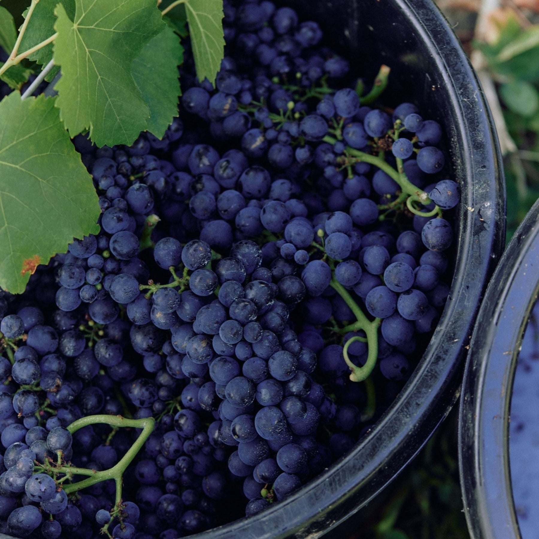 The Pinot Noir from Nocton vineyard have amazing density and texture, with powerful weight and concentration. - Kent Street Cellars