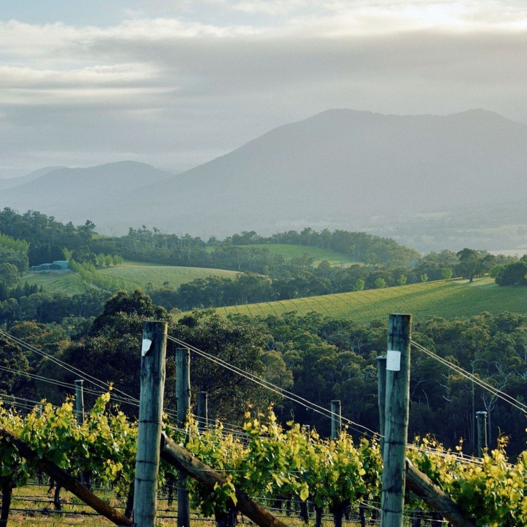 Phil Sexton planted in 1997 on the steep slopes of the Warramate Ranges, Yarra Valley. The name comes from John Coltrane's album "Giant Steps", which felt like a fitting choice given the steep slopes of the vineyard and Phil's love of jazz. - Kent Street Cellars