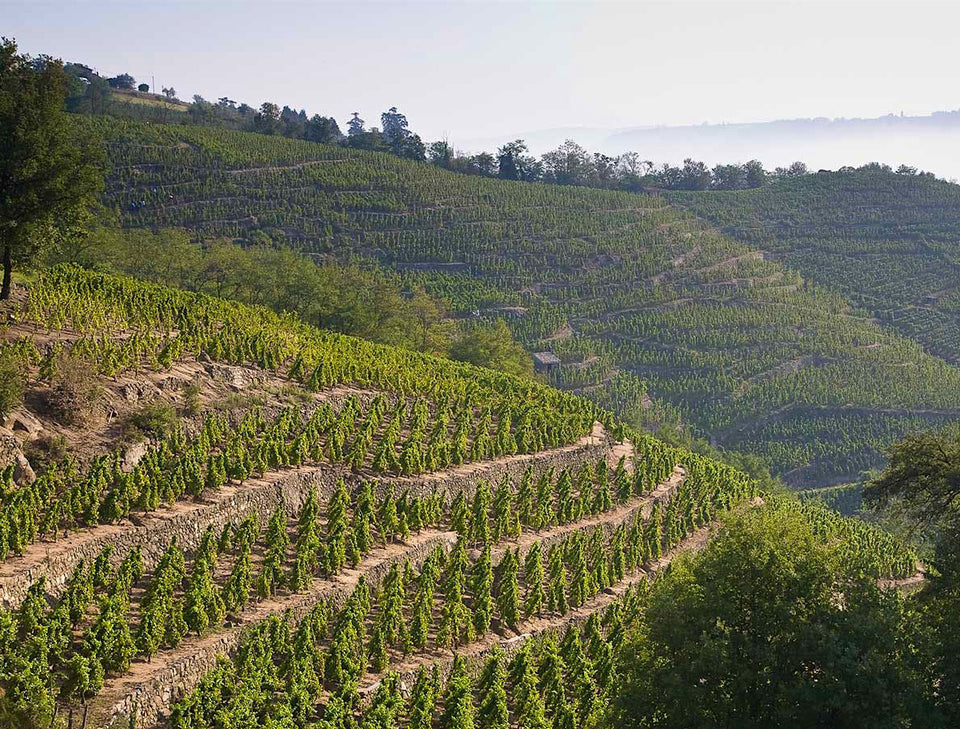 The Vineyard brand story