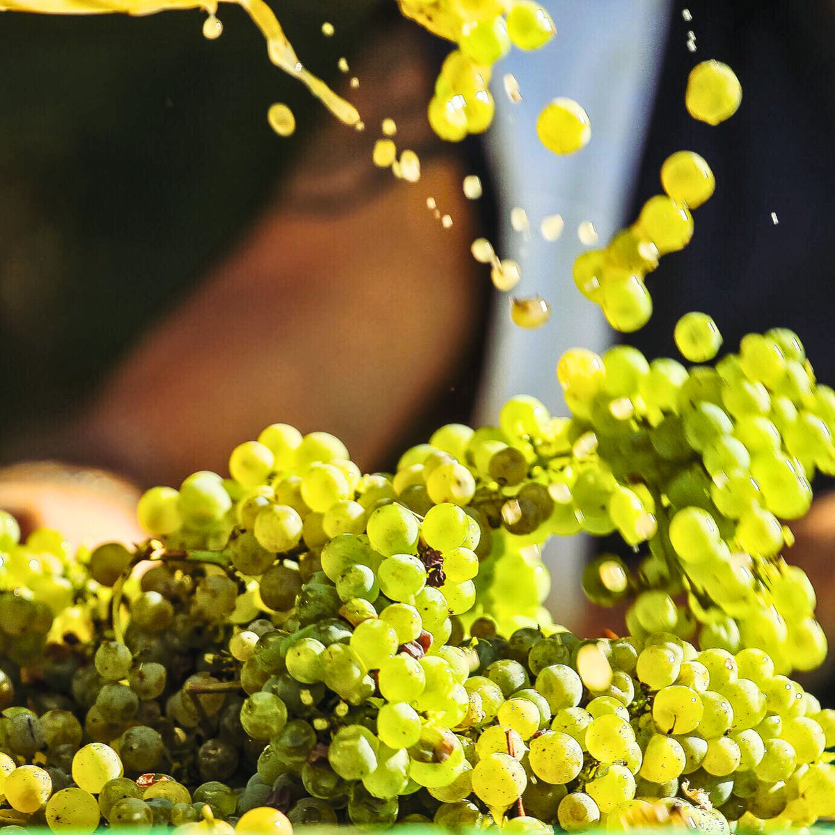 Dagueneau Grapes - Kent Street Cellars