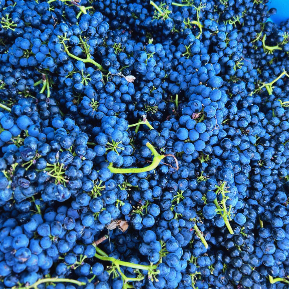 Henschke Hill of Grace Shiraz Fruit - Kent Street Cellars