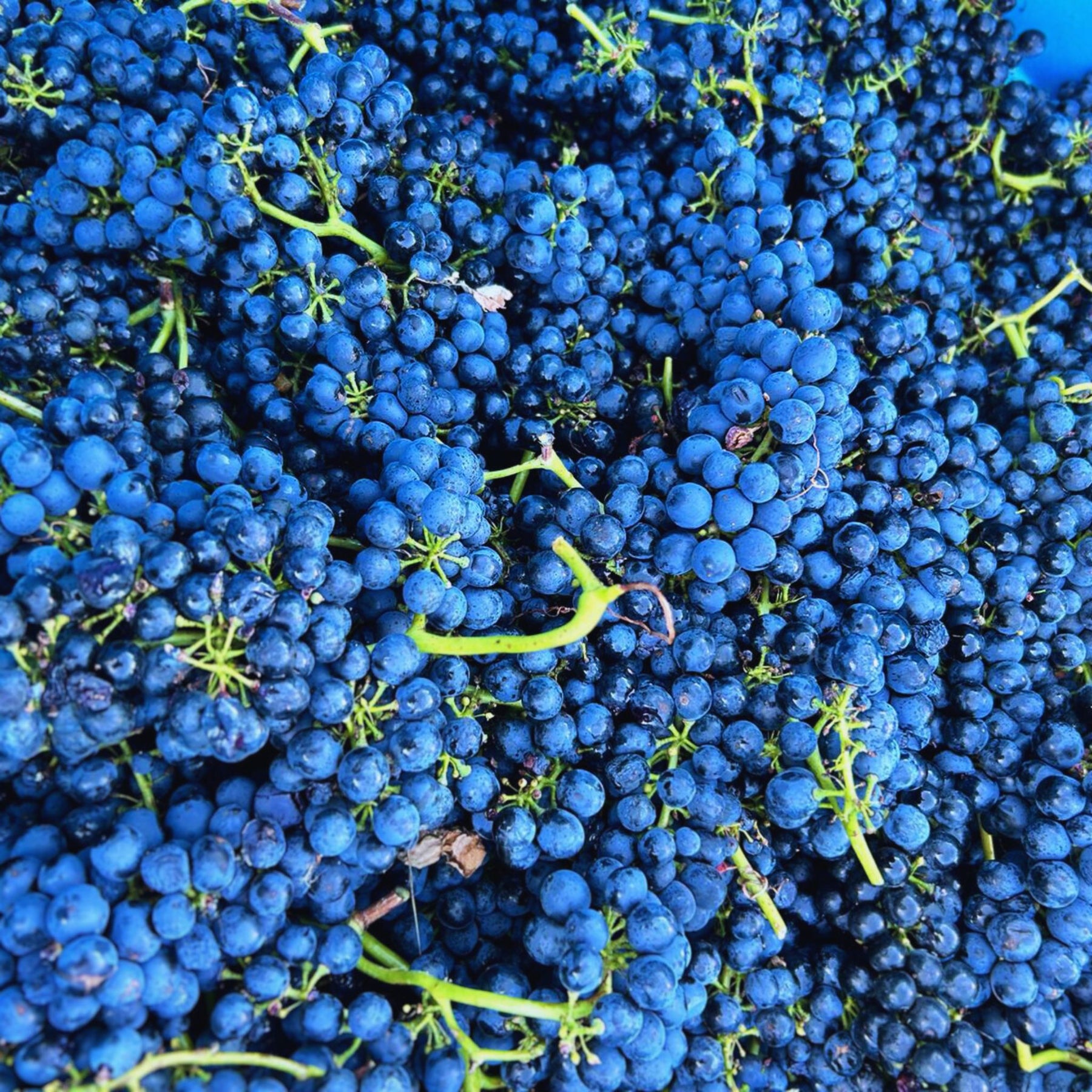 Henschke Shiraz Grapes - Kent Street Cellars