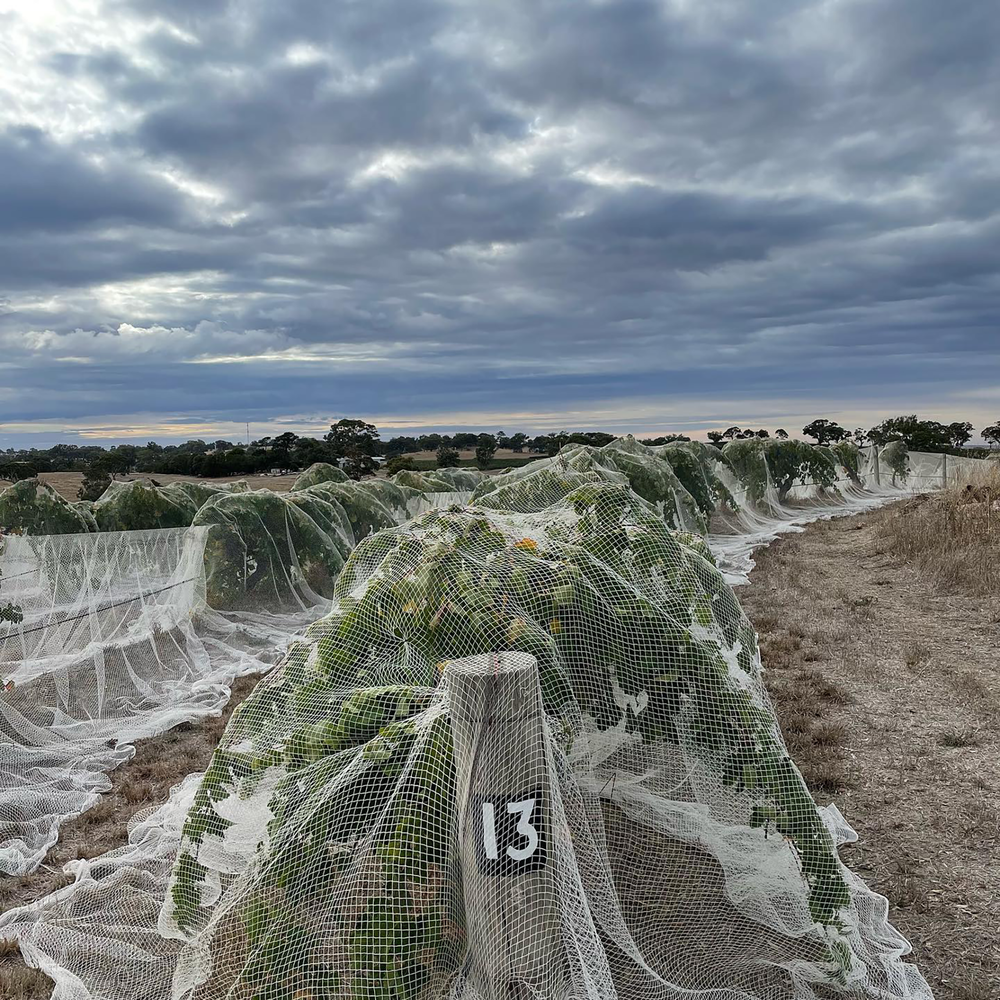 Henschke Peggy's Hill Riesling 2025 (6 Bottles)