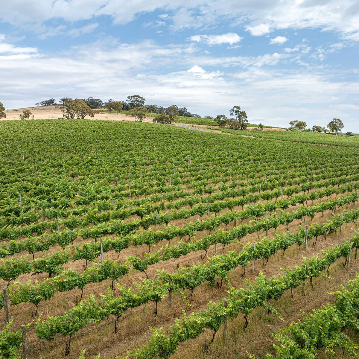 Hentley Farm Riesling 2022 - Kent Street Cellars
