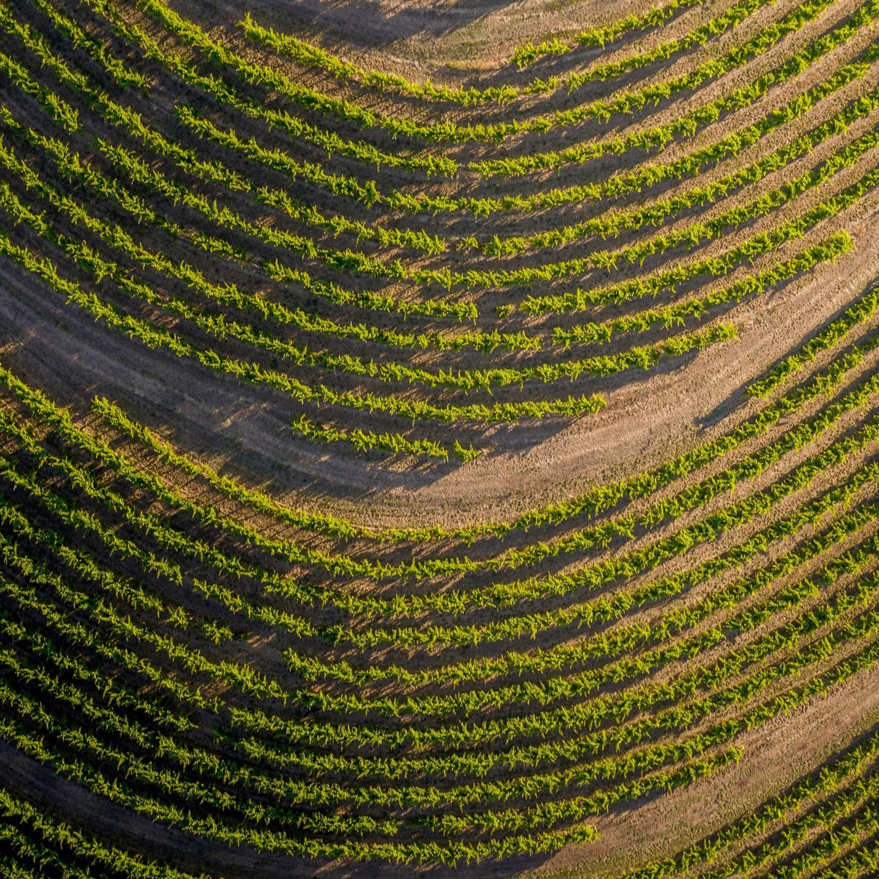 Hickinbotham Clarendon Vineyard Brooks Road Shiraz 2017 - Kent Street Cellars