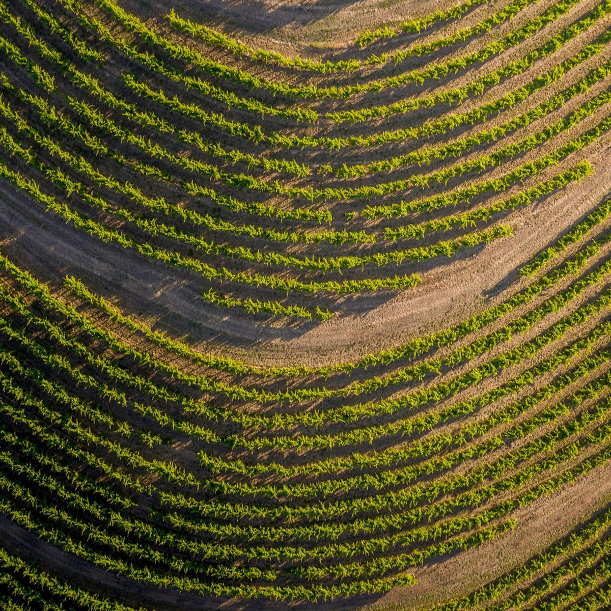Hickinbotham Clarendon Vineyard Brooks Road Shiraz 2019 - Kent Street Cellars
