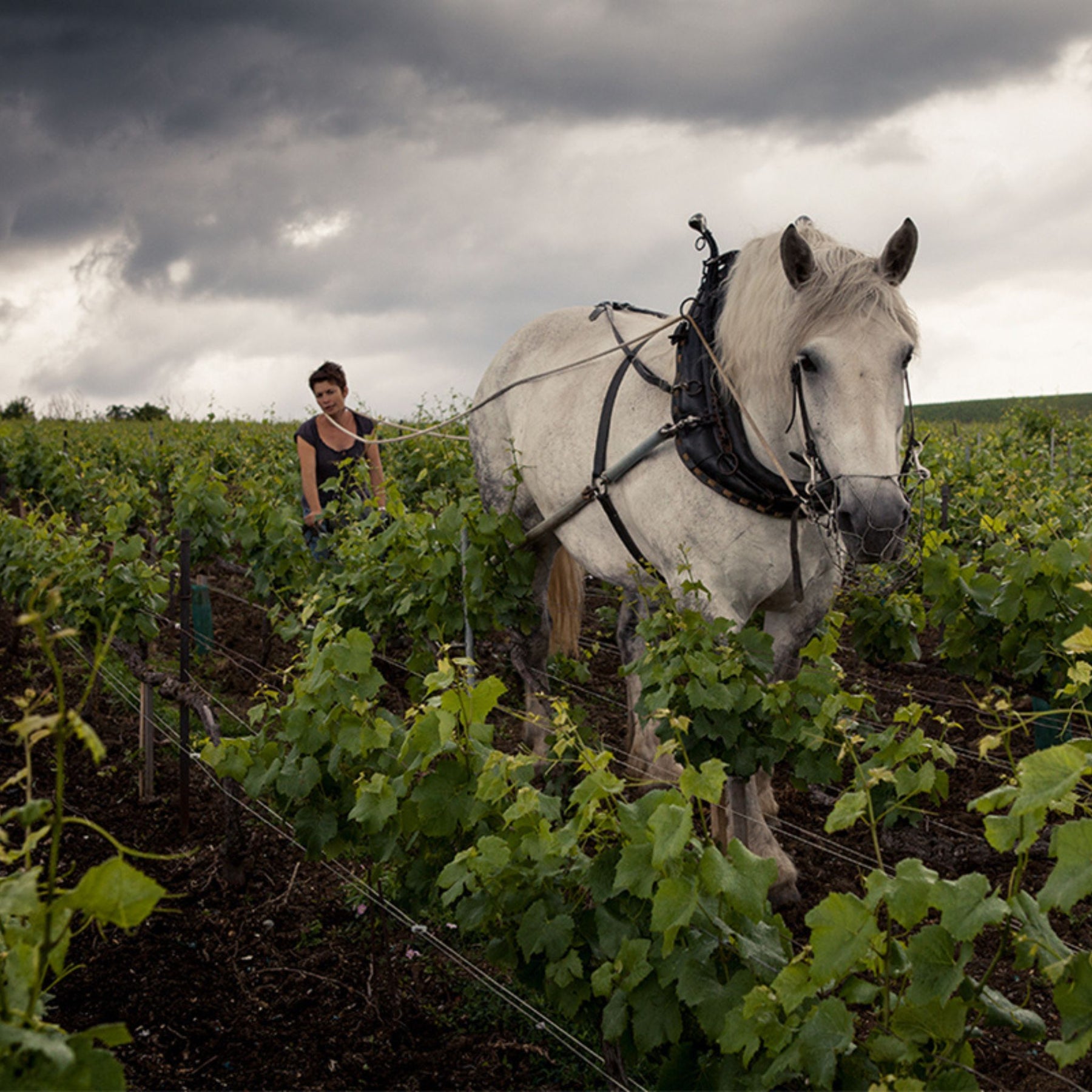 Louis Roederer Vineyard Horse - Kent Street Cellars