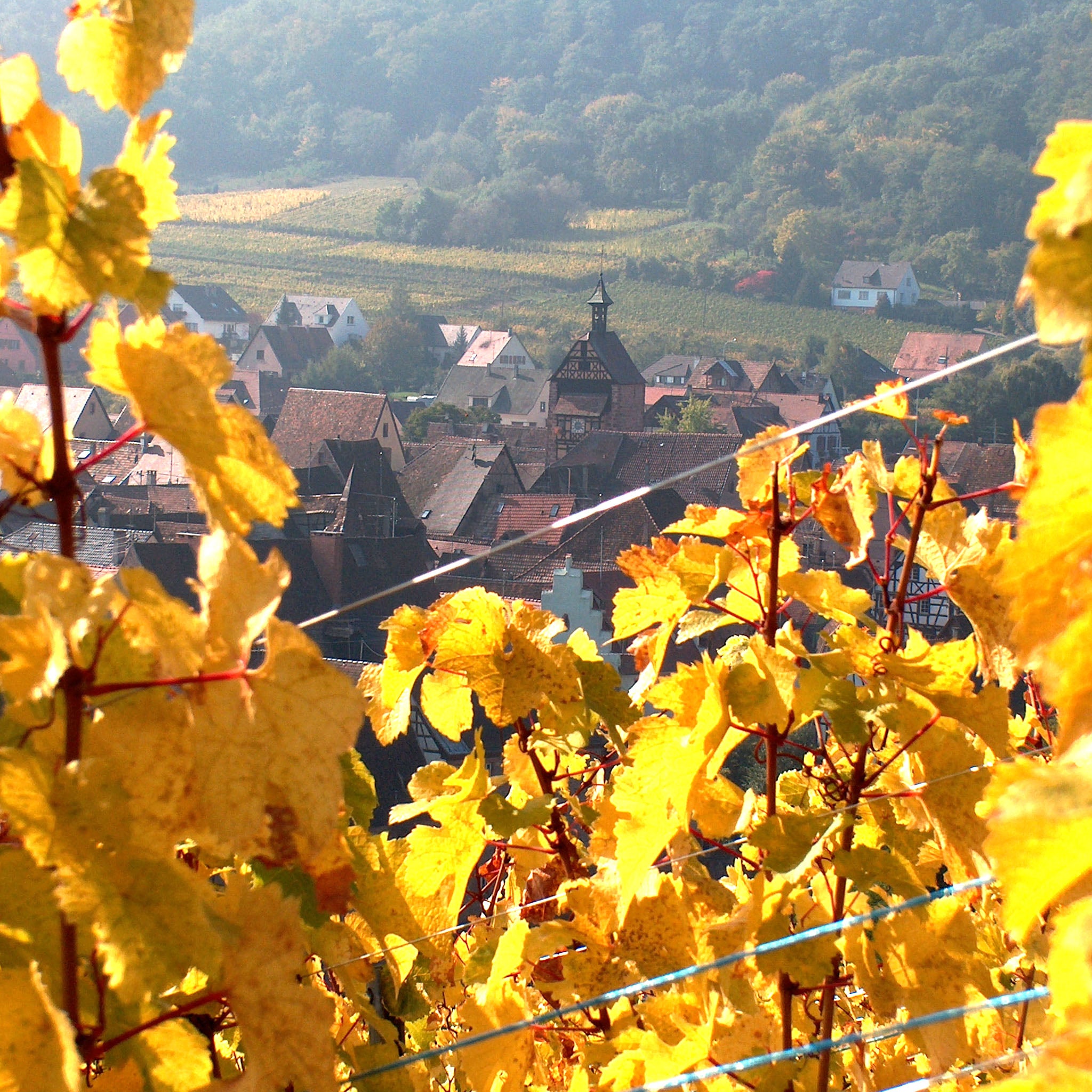 Hugel Pinot Blanc Classic 2023