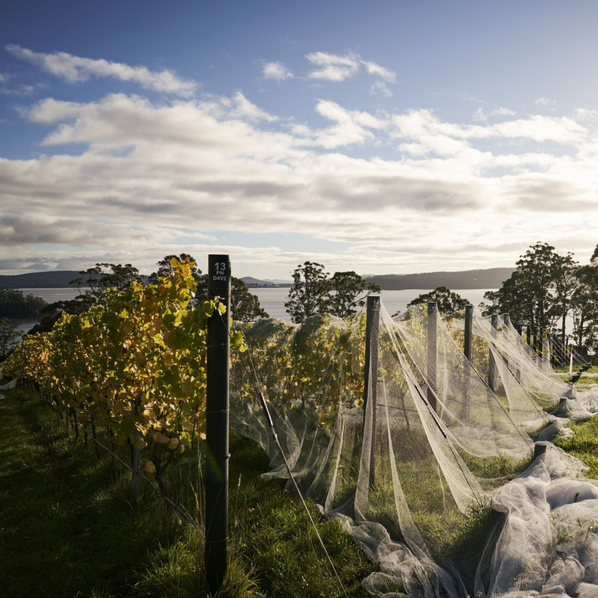 Mewstone Vineyard (Hughes & Hughes) D’Entrecasteaux Channel in South Tasmania - Kent Street Cellars