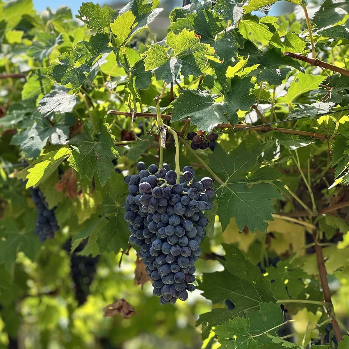 i Castei Amarone Della Valpolicella Classico 2017