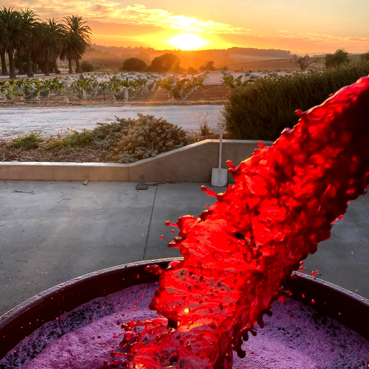 Izway Don Shiraz 2015