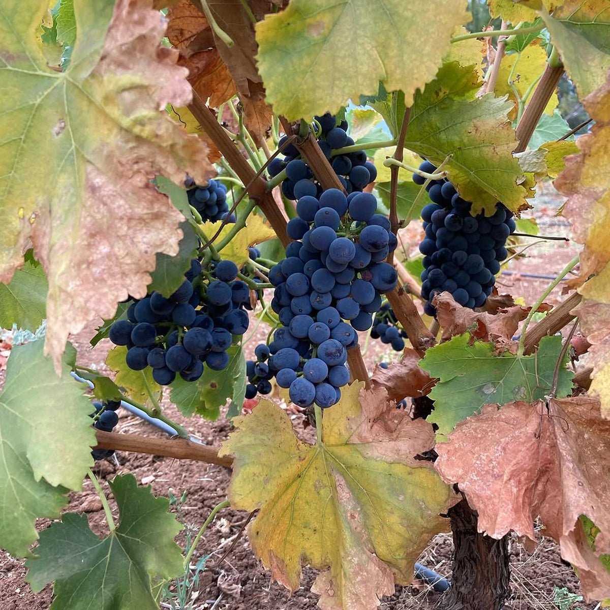 Izway Don Shiraz 2020