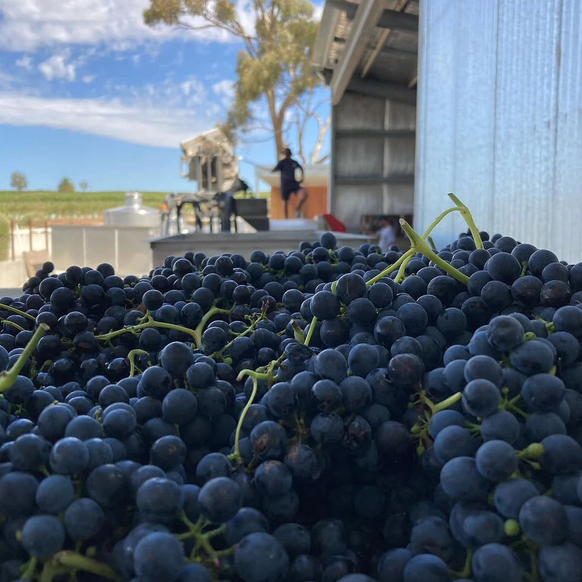 Izway Bruce Shiraz 2022