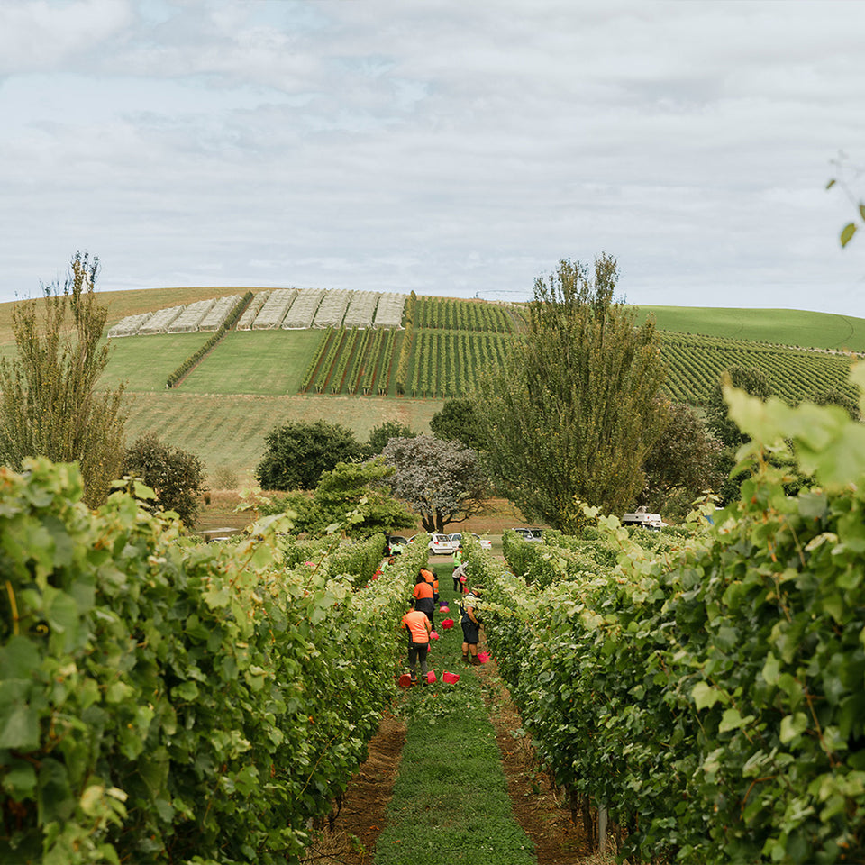 Jansz brand story