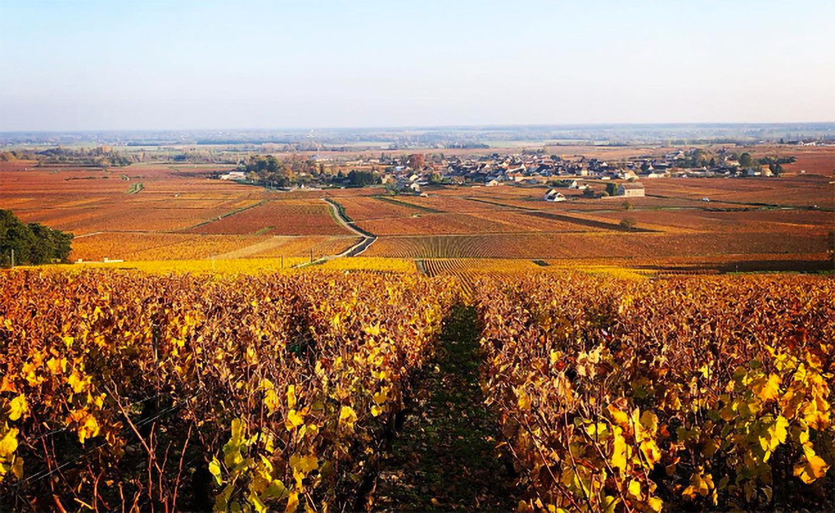 Domaine Jean-Louis Chavy Bourgogne Blanc 2021 - Kent Street Cellars