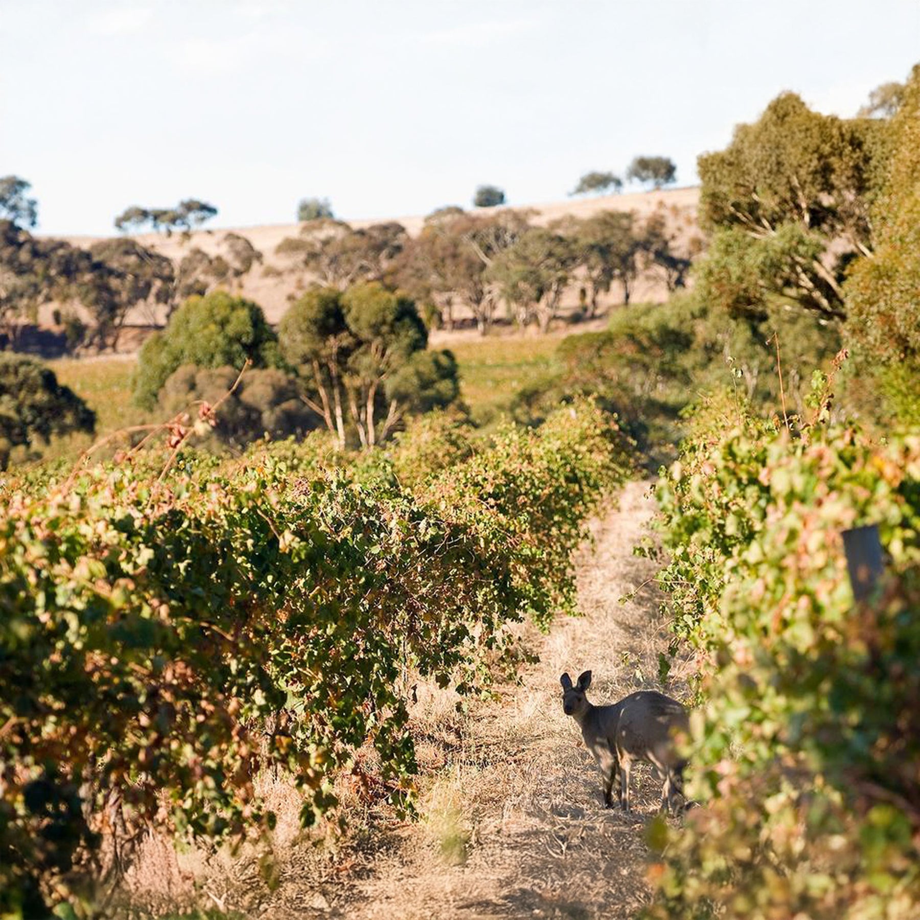 Jim Barry The Armagh Shiraz 2014