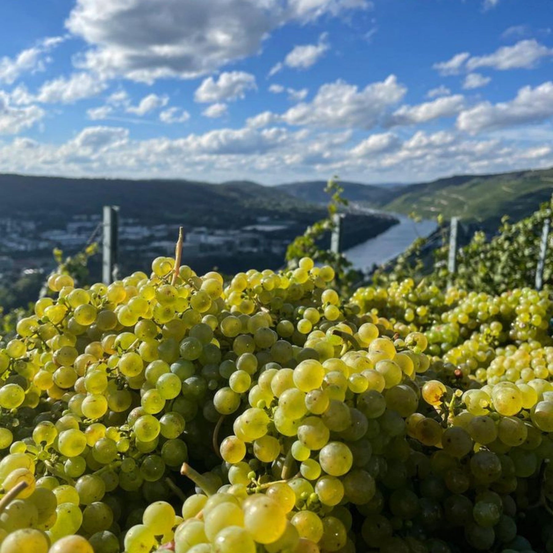Joh Jos Prüm Zeltinger Sonnenuhr Riesling Auslese 2022 - Kent Street Cellars